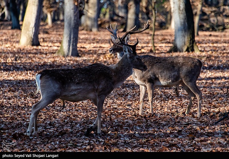 آغاز سرشماری وحوش منطقه حفاظت شده قمصر برزک کاشان