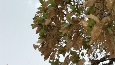 آفت جوانخوار دست از سر ۲۵ هزار هکتار از جنگلهای بلوط کهگیلویه و بویراحمد برداشت