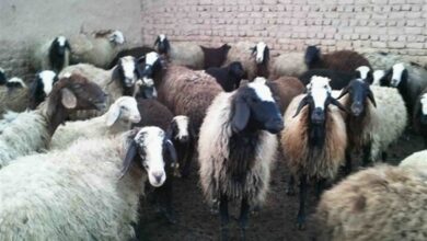 اجرای طرح احیای دامداریهای سنتی در روستاهای قزوین