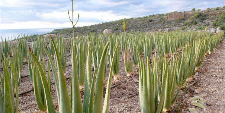 اجرای طرحهای زنجیره سبز و آبی در هرمزگان برای پایدارسازی امنیت غذایی