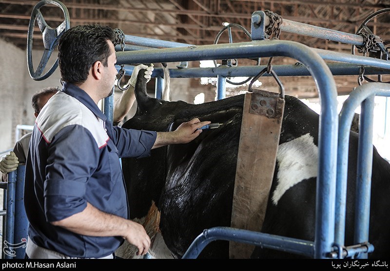 احیای واحد ۱۵۰ راسی دامداری در کاشان پس از ۲ سال تعطیلی