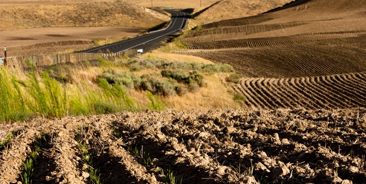 اراضی دیم با سهم 60 درصدیِ کشت 20 درصد غذای کشور را تأمین میکند