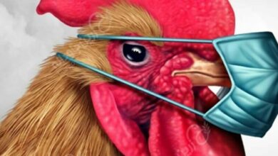 _اعتبار_ _دولتی_ _برای_ _مقابله_ _با_ _بیماری_ _طیور_ _در_ _کشور_ _تصویب_ _شد_