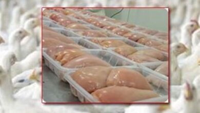 اعلام قیمت مرغ قطعهبندی در میادین میوه و تره بار