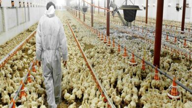 انتخاب لرستان به عنوان پایلوت تولید دان کامل طیور