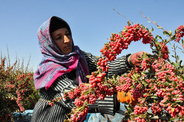 ایجاد فرصتهای شغلی در محصولات استراتژیک تعاونی