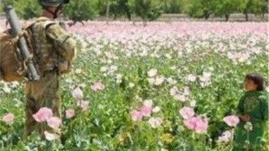 ایران ادعای طالبان برای کاهش کشت خشخاش در افغانستان را قبول نکرد