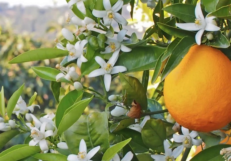 بابل؛ شهری به خوشبویی بهارنارنج