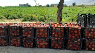 برداشت 140 هزار تن گوجه فرنگی از مزارع استان بوشهر+ تصویر