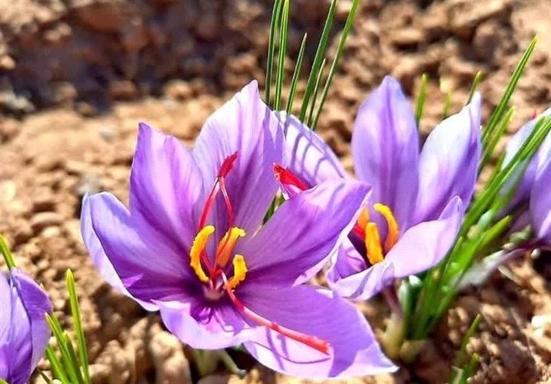 برداشت طلای سرخ از مزارع شهرستان شیراز