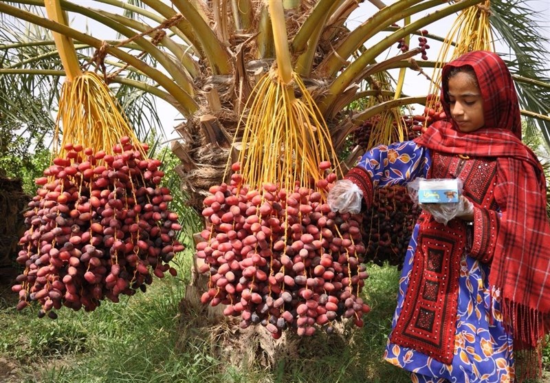 برداشت ۲۵۰ هزار تن خرما در سیستان و بلوچستان