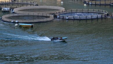 برداشت ۸ هزار تن ماهی آزاد در قفسهای پرورش ماهی گیلان