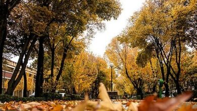 برگهای پاییزی درختان چهارباغ اصفهان جمع آوری نمیشود