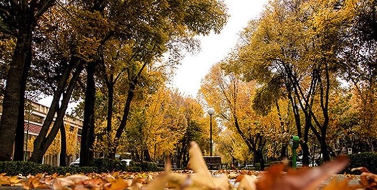 برگهای پاییزی درختان چهارباغ اصفهان جمع آوری نمیشود