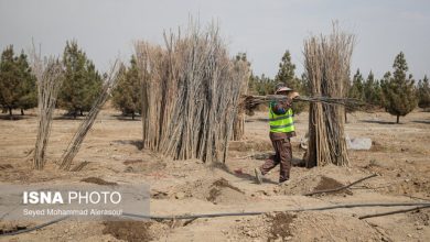 به دنبال ثبت رکورد کاشت درخت در گینس هستیم/برخورد با زمین خواران دانه درشت