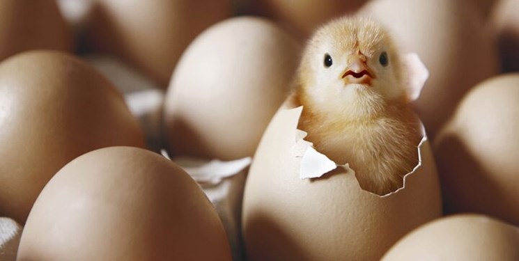 تحقق صد درصدی تعهد جوجهریزی در همدان