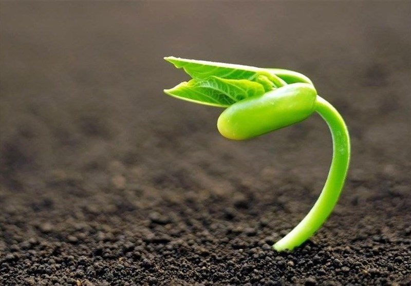 تدوین نقشه حاصلخیزی خاک کشور با کمک فائو/ آیین نامه حفاظت از خاک به زودی ابلاغ میشود