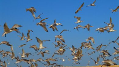 تصاویر زیبا از مهاجرت زمستانه پرندگان به سواحل خلیج فارس