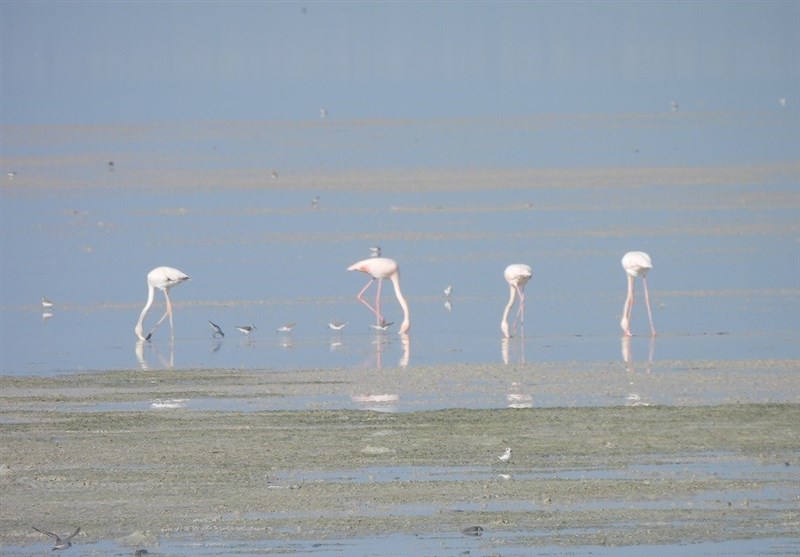 تصاویر زیبا از مهاجرت زمستانه پرندگان به سواحل خلیج فارس