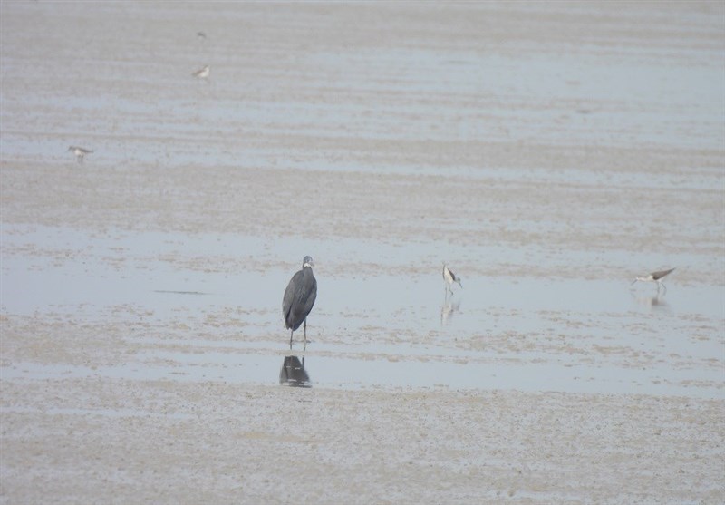 تصاویر زیبا از مهاجرت زمستانه پرندگان به سواحل خلیج فارس