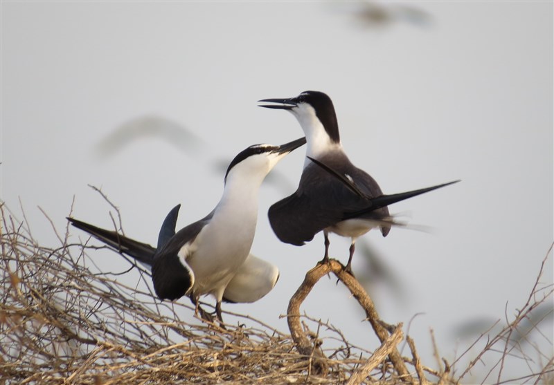 تصاویر زیبا از مهاجرت زمستانه پرندگان به سواحل خلیج فارس