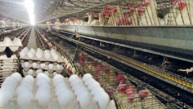 تغییری در قیمت مصوب تخممرغ نداشتیم