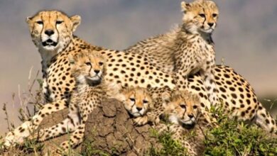 تفاهمنامه 3 جانبه حفاظت از یوزپلنگ ایرانی امضا شد+ عکس