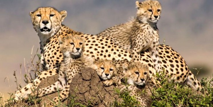 تفاهمنامه 3 جانبه حفاظت از یوزپلنگ ایرانی امضا شد+ عکس