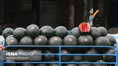 توزیع چند هزار تن میوه شب یلدا در میدان مرکزی از امروز/ عرضه تا پنجشنبه ادامه دارد