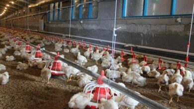 تولید و ذخیرهسازی مرغ در مازندران برای ماه مبارک رمضان