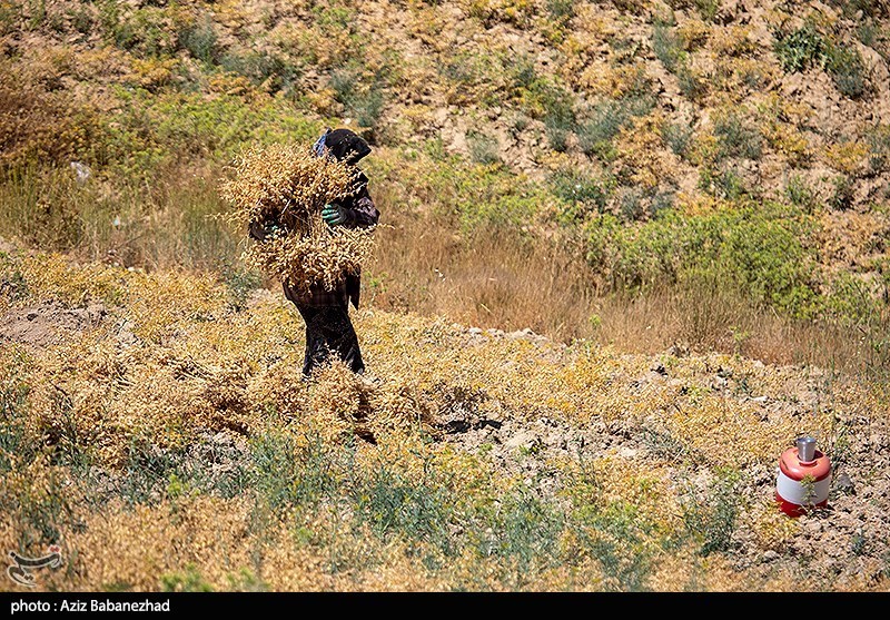 تولید ۵۰ هزار تن نخود در مزارع لرستان
