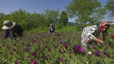 تولید ۷۰۰ تن انواع گیاهان دارویی در استان قزوین
