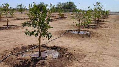 جهاد کشاورزی لرستان: در اراضی شیبدار درخت کاشته میشود