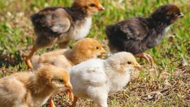 جوجهریزی ۸۷۶ هزار قطعهای در مرغداریهای سیستان و بلوچستان