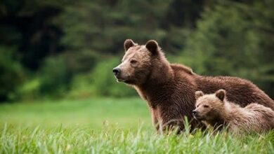 جولان خرسها در ارتفاعات بویراحمد+فیلم