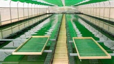 دانشبنیانهای استان بوشهر ۲۰ تن جلبک تولید کردند