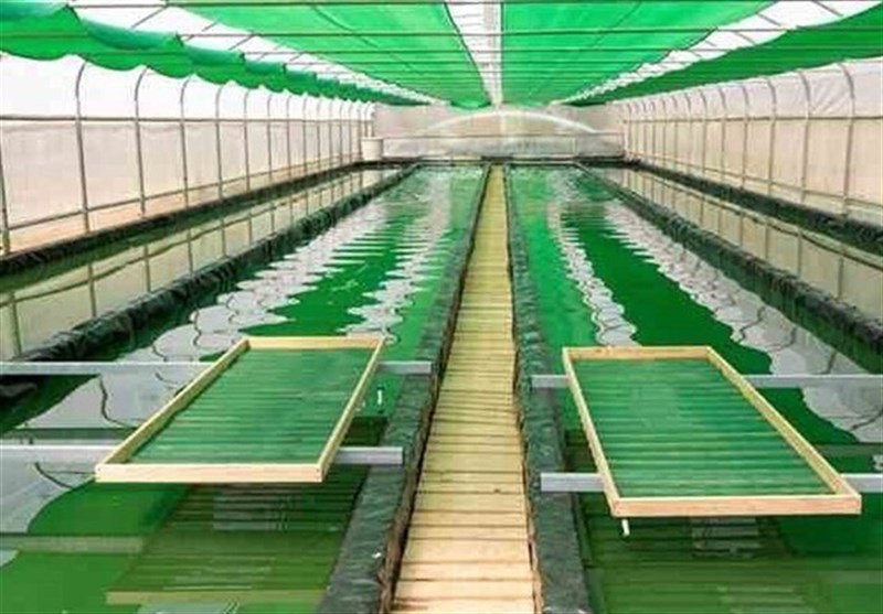 دانشبنیانهای استان بوشهر ۲۰ تن جلبک تولید کردند