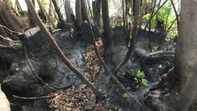 درختان تفرجگاه مرغک استهبان پای چشمه و جوی آب تشنه میمیرند/ + تصاویر