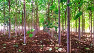 راهاندازی سامانه مدیریت هوشمند نهالستانها و کسب و کار زراعت چوب