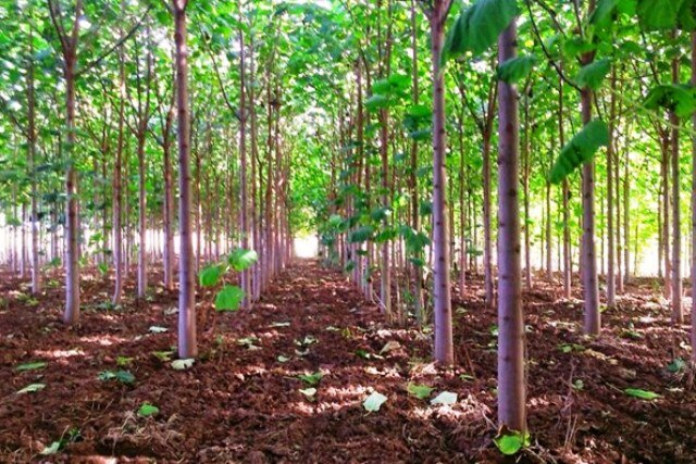 راهاندازی سامانه مدیریت هوشمند نهالستانها و کسب و کار زراعت چوب