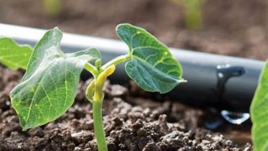 رتبه دوم چهارمحال و بختیاری در توسعه سامانههای نوین آبیاری