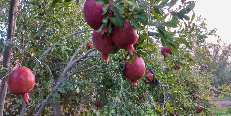 سایه سنگین دلالها بر سر انار بادرود