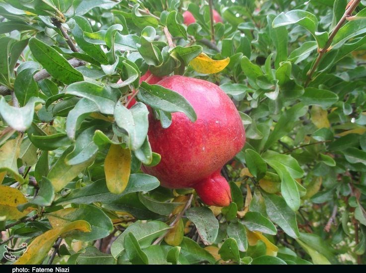 شش رقم انار در استان مرکزی ثبت شده است/۸۵ طرح تحقیقاتی در دست اجرا است