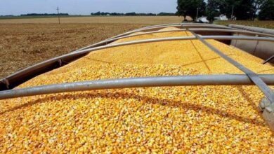 طرح کاهش وابستگی به واردات نهادههای دامی در کشور اجرا میشود