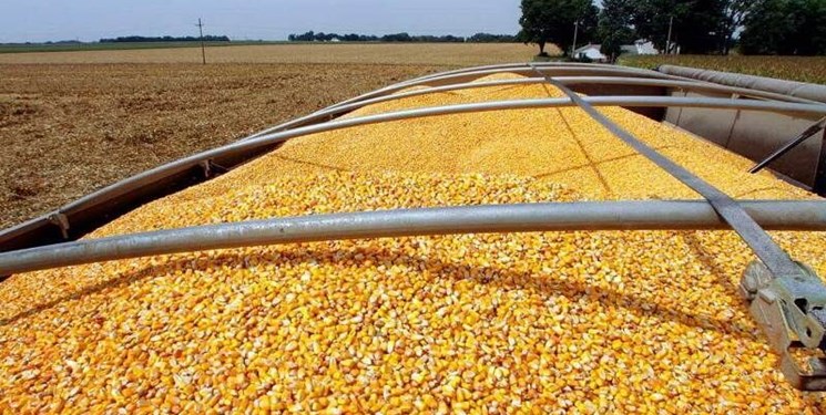 طرح کاهش وابستگی به واردات نهادههای دامی در کشور اجرا میشود