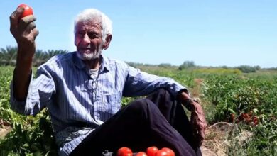 «طلاهای وارداتی» منافع صیفیکاران را میبلعد