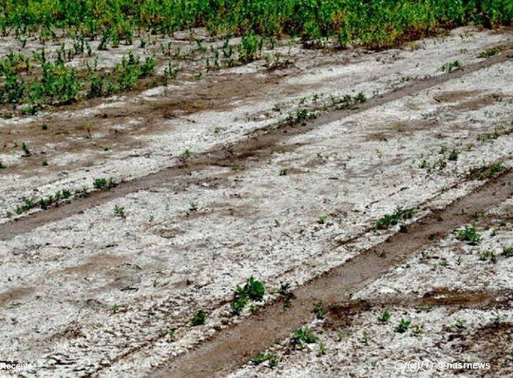 عملکرد کشاورزی زیرسوال رفت / نوسان قیمت در بازار کالای اساسی