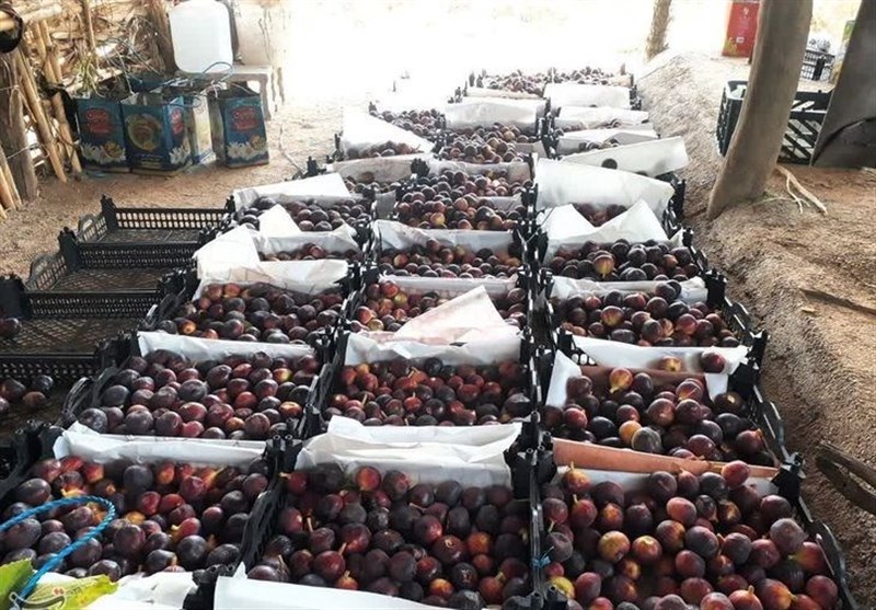 فراوری ۳۰ تن انجیر سیاه در لرستان/ صنایع تبدیلی حبوبات ایجاد شود