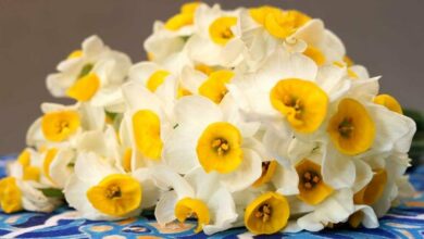 قیمتهای جدید گل برای روز مادر/ اتحادیهها افزایش قیمت نداشته باشند