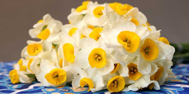 قیمتهای جدید گل برای روز مادر/ اتحادیهها افزایش قیمت نداشته باشند